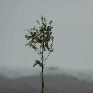 草莓视频污视频
